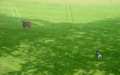 the deer says no thanks