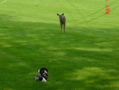 Why is the deer coming after Allie
