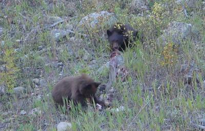 v3/13/562913/3/44554571.Bearcubsfeedingonadeadanimal.jpg