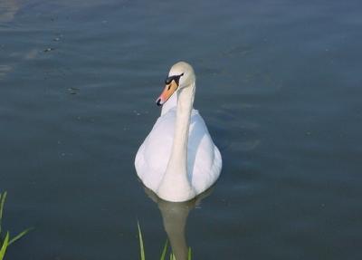 Swan at Leeds Castle