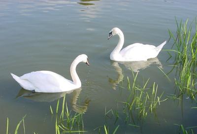 Swans at Leeds Castle
