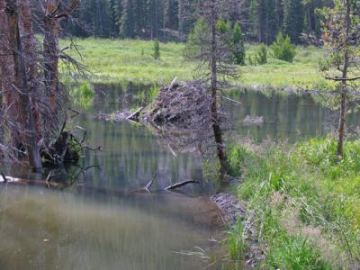 Beaver Pond on Radical Hill