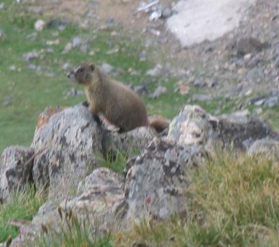 Marmot
