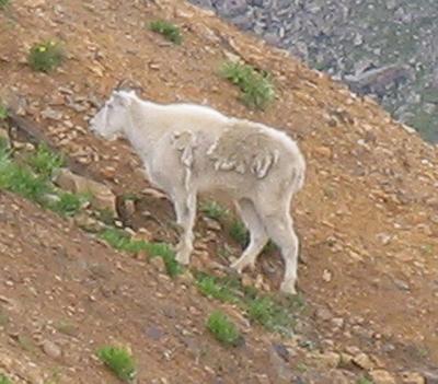 Mountain goat