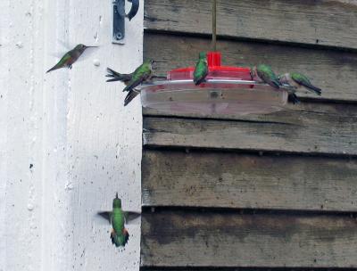 Hummingbirds in St Elmo