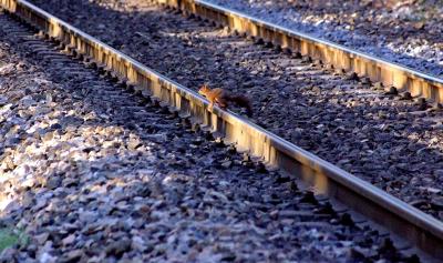 A squirrel crossing the railway... safely !