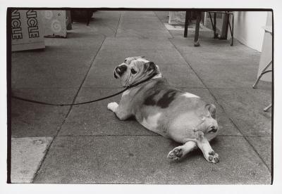 bulldog.jpg