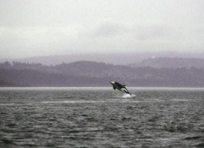 v3/13/583113/3/49868686.KILLERWHALE.jpg