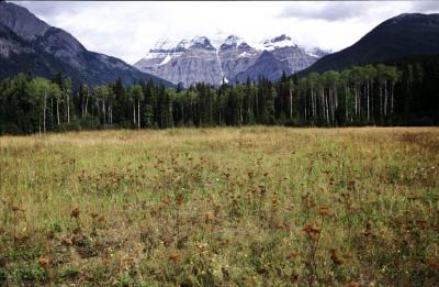 v3/13/583113/3/49869449.MOUNTROBSONNEARJASPER.jpg