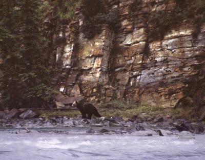 ATHABASCA-FALLS-BEAR2.jpg