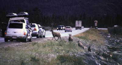 NR-JASPER-BIG-HORN-SHEEP.jpg
