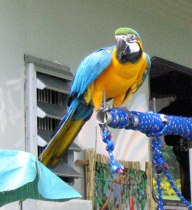 Blue and Gold Macaw