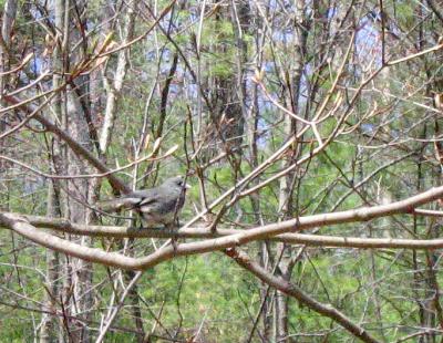 v3/13/583713/3/47248796.Junco.jpg