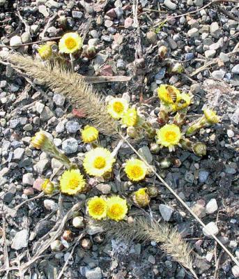 Coltsfoot.