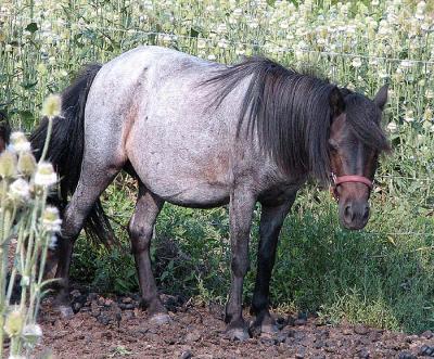 Bay Roan Mini