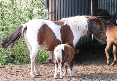 Mini Mare and Foal