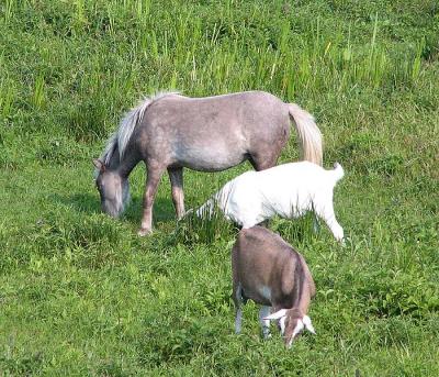 Miniature Horse With Goats