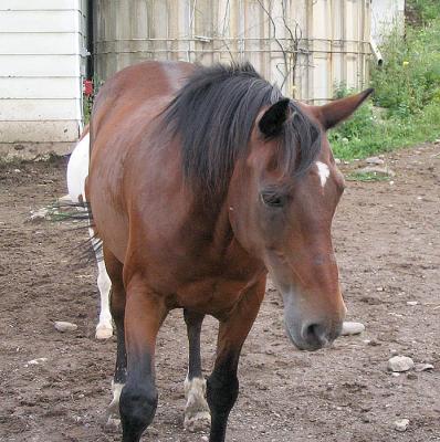 v3/13/583713/3/47502358.TheWizinthePasture.jpg