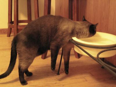 Simon Leaning on the Water Bowl