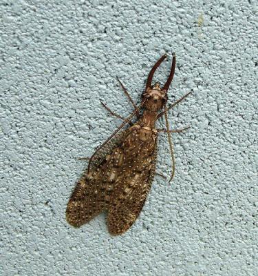 v3/13/583713/3/47678364.Bigbugpost.jpg