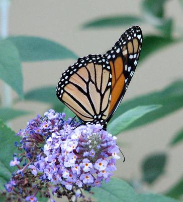 Monarch of the Butterfly Bush