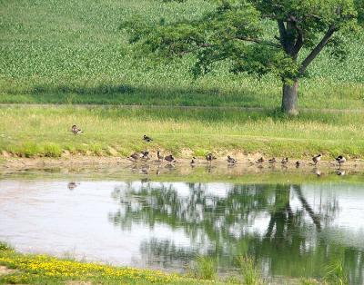 Pond With Geese