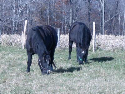 Black Draft Horses