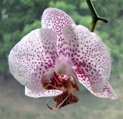 Orchid