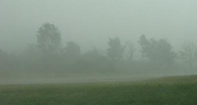 Hedgerow Seen Dimly Through the Rain