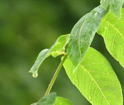 v3/13/583713/3/48200235.Raindrop.jpg