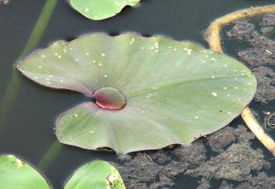 Lily Pad