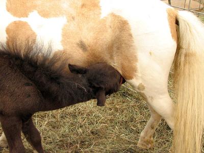 Hungry Foal