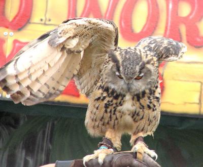 Eagle Owl With Wings Raised