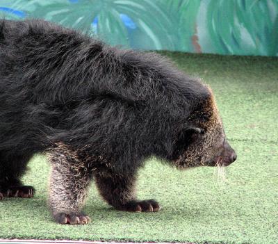 Binturong or Bearcat