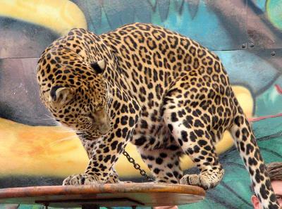 Leopard