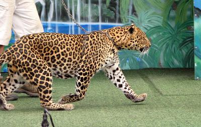 Leopard Trotting