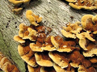 Chocolate Lenzites Fungi