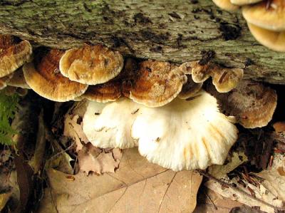 Two Kinds of Bracket Fungi