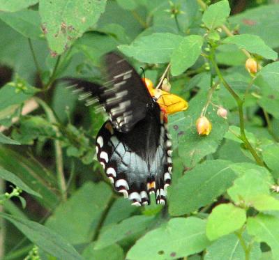 Spicebush Swallowtail Fluttering