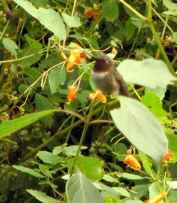 Ruby Throated Hummingbird