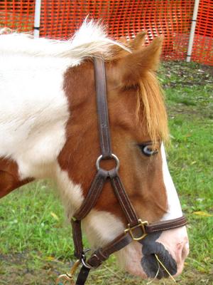 Blue Eyed Simon