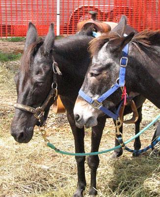 Mule Friends