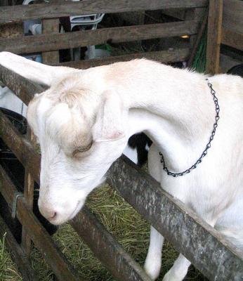 Climbing the Fence