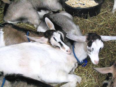 Goats Napping