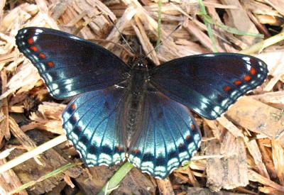 Red Spotted Purple Butterfly