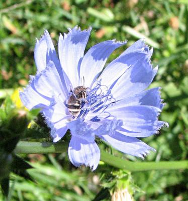 Bee in Chickory