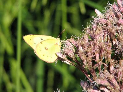 Pink Edged Sulphur Butterfly