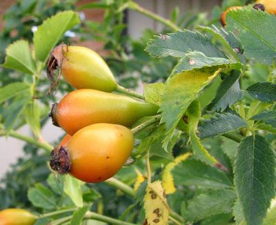 Cluster of Rose Hips