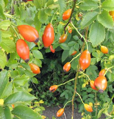 Rose Hips