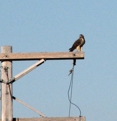 v3/13/583713/3/49287049.RedTailedHawkonaPowerPole.jpg